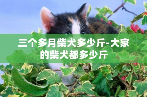 三個多月柴犬多少斤-大家的柴犬都多少斤