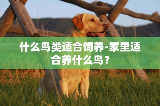 什么鳥類適合飼養-家里適合養什么鳥？