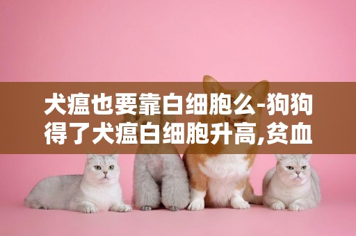 犬瘟也要靠白細胞么-狗狗得了犬瘟白細胞升高,貧血