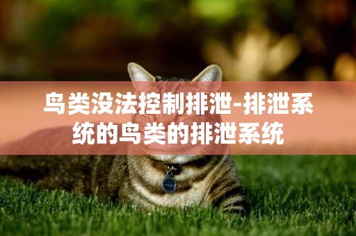 鳥類沒法控制排泄-排泄系統的鳥類的排泄系統