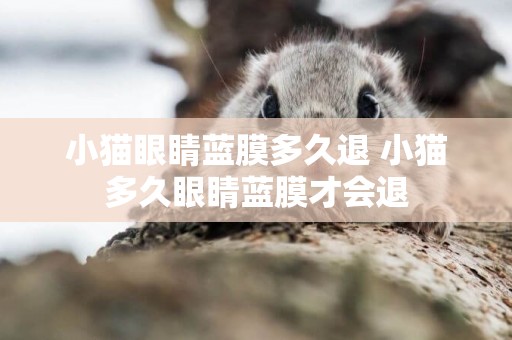 小貓眼睛藍膜多久退 小貓多久眼睛藍膜才會退