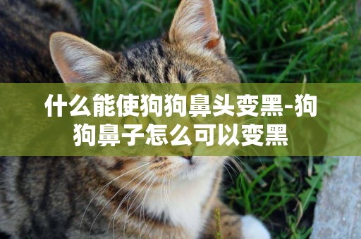 什么能使狗狗鼻頭變黑-狗狗鼻子怎么可以變黑