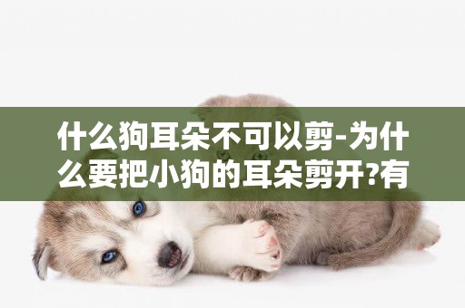 什么狗耳朵不可以剪-為什么要把小狗的耳朵剪開?有什么說法嗎?