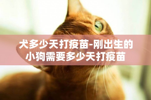 犬多少天打疫苗-剛出生的小狗需要多少天打疫苗
