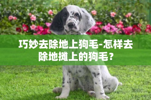 巧妙去除地上狗毛-怎樣去除地攤上的狗毛？