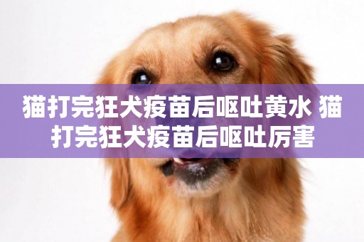 貓打完狂犬疫苗后嘔吐黃水 貓打完狂犬疫苗后嘔吐厲害