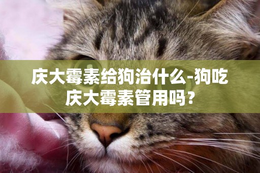 慶大霉素給狗治什么-狗吃慶大霉素管用嗎？