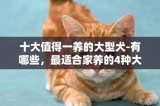 十大值得一養的大型犬-有哪些，最適合家養的4種大型犬排名
