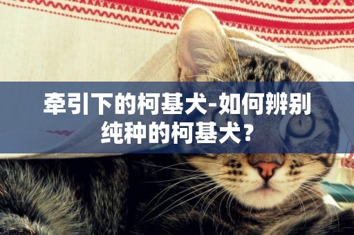 牽引下的柯基犬-如何辨別純種的柯基犬？