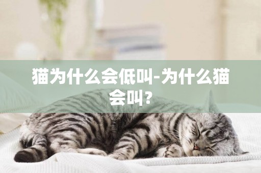 貓為什么會低叫-為什么貓會叫？