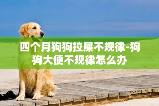 四個月狗狗拉屎不規律-狗狗大便不規律怎么辦