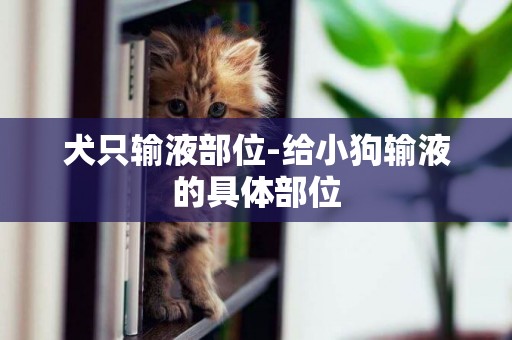 犬只輸液部位-給小狗輸液的具體部位