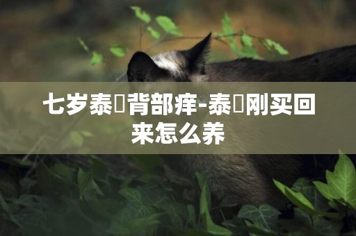 七歲泰廸背部癢-泰廸剛買回來怎么養