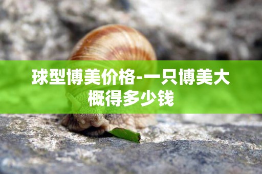 球型博美價格-一只博美大概得多少錢