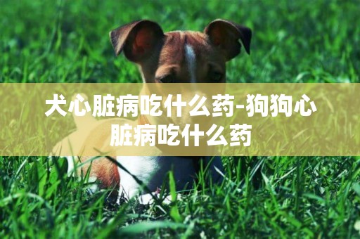 犬心臟病吃什么藥-狗狗心臟病吃什么藥