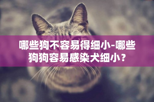 哪些狗不容易得細小-哪些狗狗容易感染犬細小？