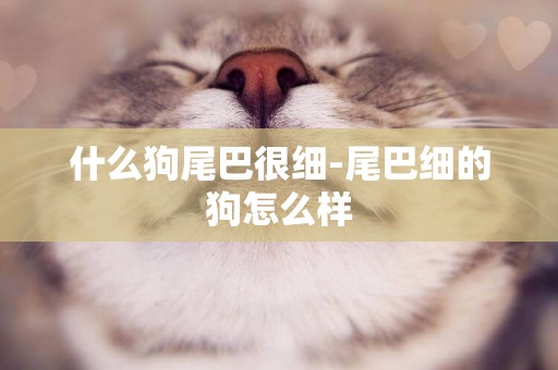 什么狗尾巴很細-尾巴細的狗怎么樣