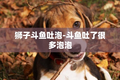 獅子斗魚吐泡-斗魚吐了很多泡泡