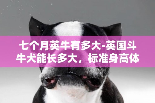 七個月英牛有多大-英國斗牛犬能長多大，標準身高體重多少
