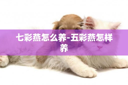七彩燕怎么養-五彩燕怎樣養