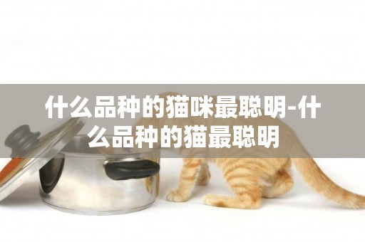 什么品種的貓咪最聰明-什么品種的貓最聰明