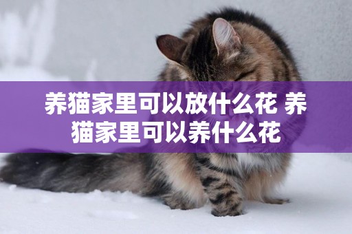 養貓家里可以放什么花 養貓家里可以養什么花