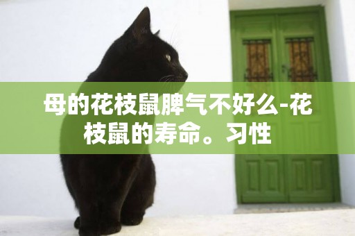 母的花枝鼠脾氣不好么-花枝鼠的壽命。習性