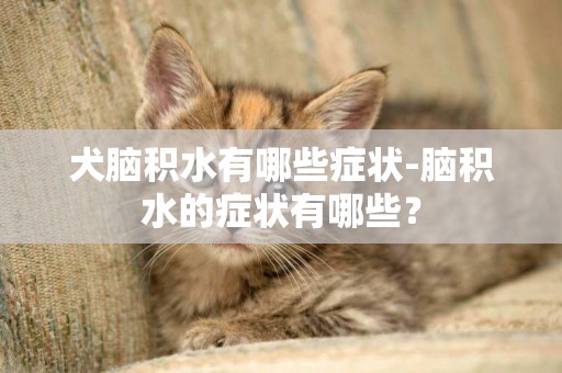 犬腦積水有哪些癥狀-腦積水的癥狀有哪些？