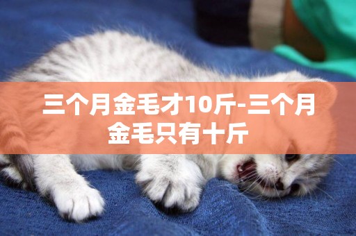三個月金毛才10斤-三個月金毛只有十斤