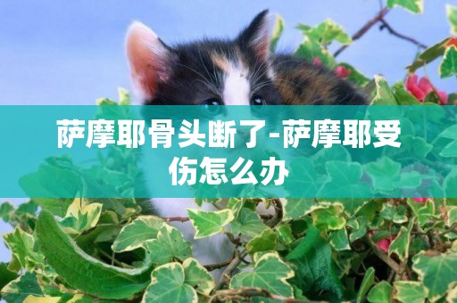 薩摩耶骨頭斷了-薩摩耶受傷怎么辦