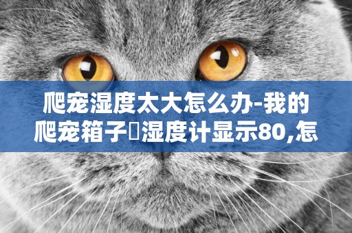 爬寵濕度太大怎么辦-我的爬寵箱子裏濕度計顯示80,怎么降低到40~60··我根本沒放水