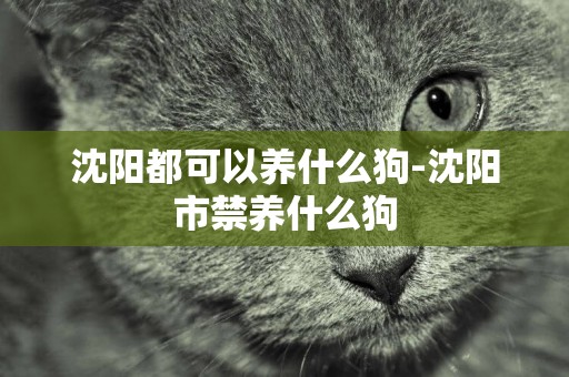 沈陽都可以養什么狗-沈陽市禁養什么狗