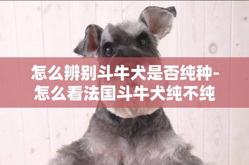 怎么辨別斗牛犬是否純種-怎么看法國斗牛犬純不純