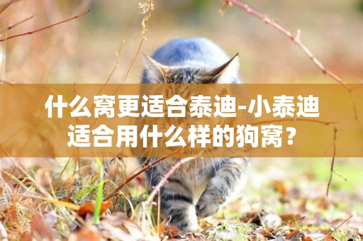 什么窩更適合泰迪-小泰迪適合用什么樣的狗窩？