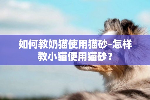 如何教奶貓使用貓砂-怎樣教小貓使用貓砂？