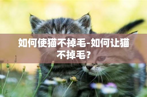 如何使貓不掉毛-如何讓貓不掉毛？