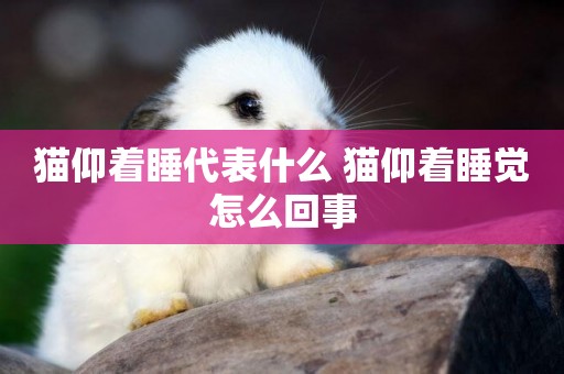 貓仰著睡代表什么 貓仰著睡覺怎么回事