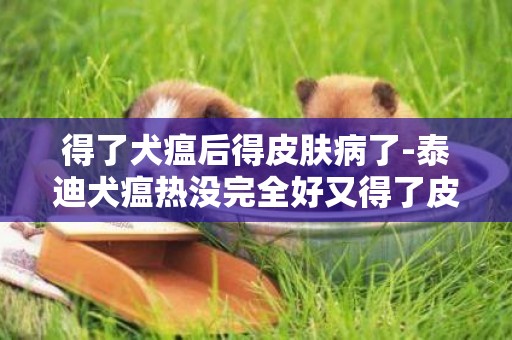 得了犬瘟后得皮膚病了-泰迪犬瘟熱沒完全好又得了皮膚病怎么辦