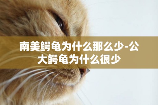 南美鱷龜為什么那么少-公大鱷龜為什么很少