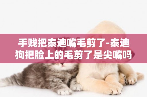 手賤把泰迪嘴毛剪了-泰迪狗把臉上的毛剪了是尖嘴嗎？