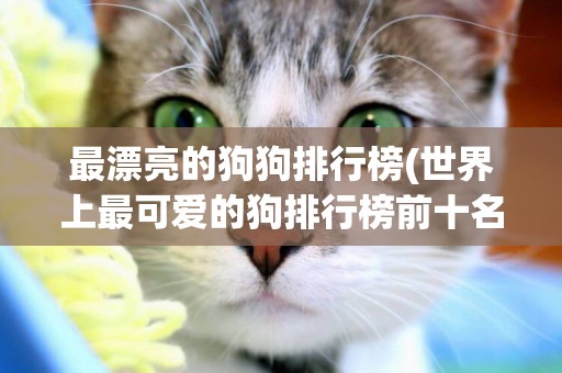 最漂亮的狗狗排行榜(世界上最可愛的狗排行榜前十名) 