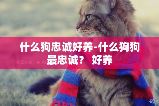 什么狗忠誠好養-什么狗狗最忠誠？ 好養