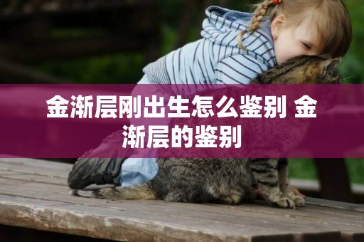 金漸層剛出生怎么鑒別 金漸層的鑒別