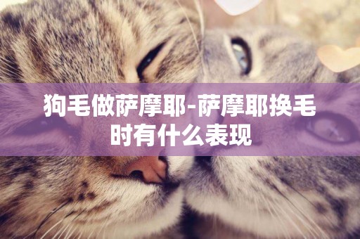 狗毛做薩摩耶-薩摩耶換毛時有什么表現