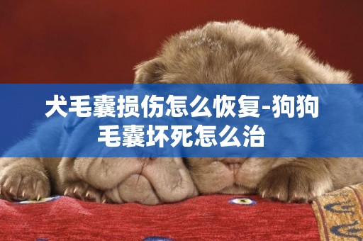 犬毛囊損傷怎么恢復-狗狗毛囊壞死怎么治