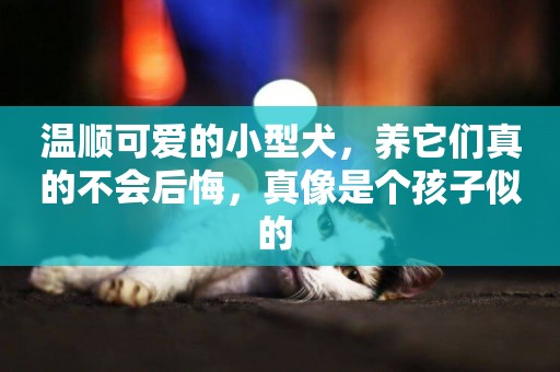 溫順可愛的小型犬，養它們真的不會后悔，真像是個孩子似的 