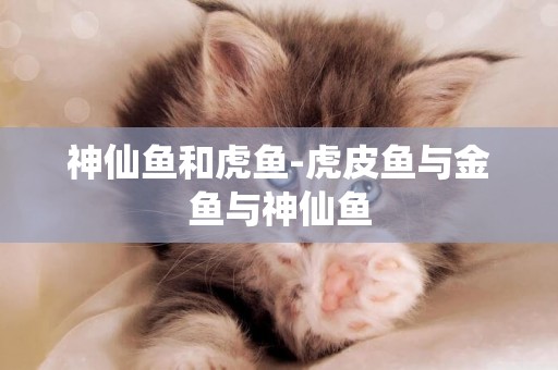 神仙魚和虎魚-虎皮魚與金魚與神仙魚