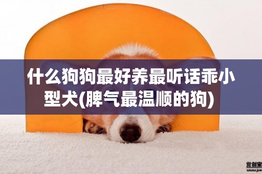 什么狗狗最好養最聽話乖小型犬(脾氣最溫順的狗) 