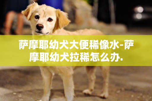 薩摩耶幼犬大便稀像水-薩摩耶幼犬拉稀怎么辦.