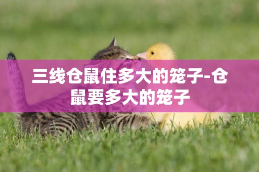 三線倉鼠住多大的籠子-倉鼠要多大的籠子